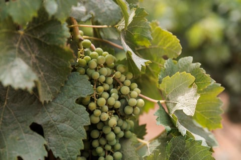 A Taste of Autumn: Wine Tasting Dinner with Ta' Betta